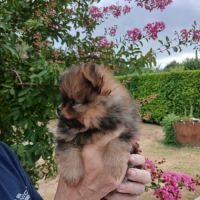 Chiots spitz #4