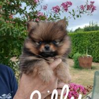 Chiots spitz #0