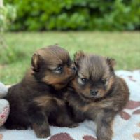 Chiots spitz #6