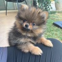 Chiots spitz #9