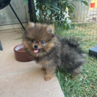 Chiots spitz #10