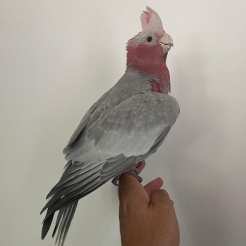 Jeune cacatoés rosalbin