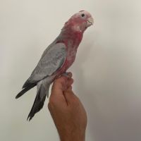 Jeune cacatoés rosalbin #1