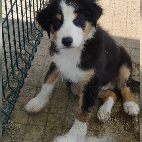 Chiots bergers australiens lof