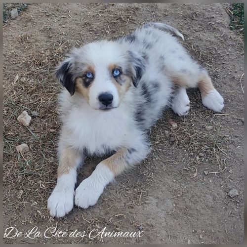 Chiots bergers australiens lof #2