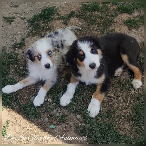 Chiots bergers australiens lof #3