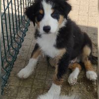 Chiots bergers australiens lof #0