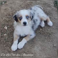 Chiots bergers australiens lof #2