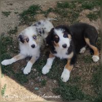 Chiots bergers australiens lof #3