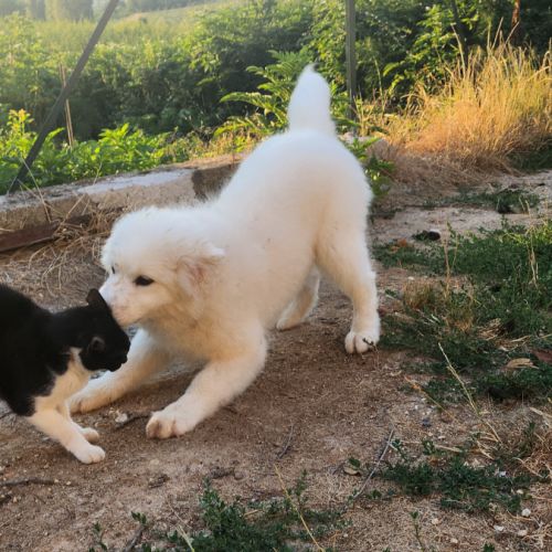 Femelle samoyede #2