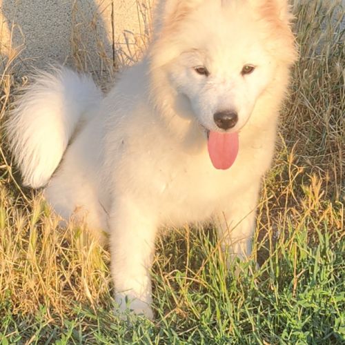 Femelle samoyede