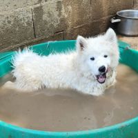 Femelle samoyede #1