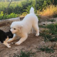 Femelle samoyede #2
