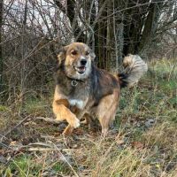 Joy à l'adoption #3