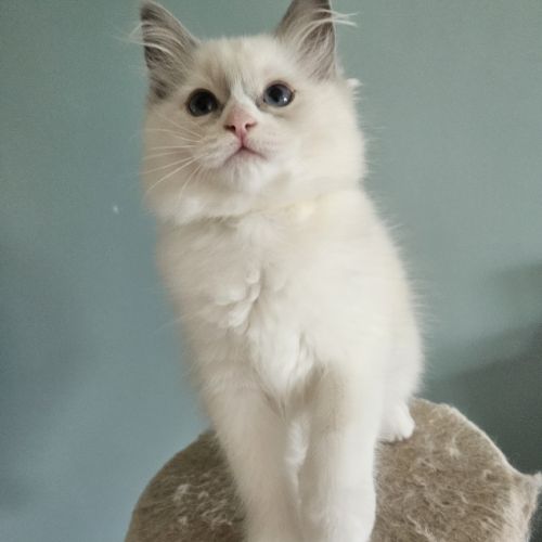 Chatons ragdoll #1