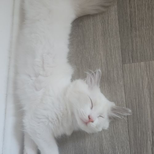 Chatons ragdoll #3