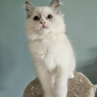 Chatons ragdoll #1