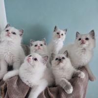 Chatons ragdoll