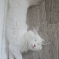Chatons ragdoll #3