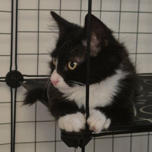 Merlin, adorable chaton à l'adoption #1