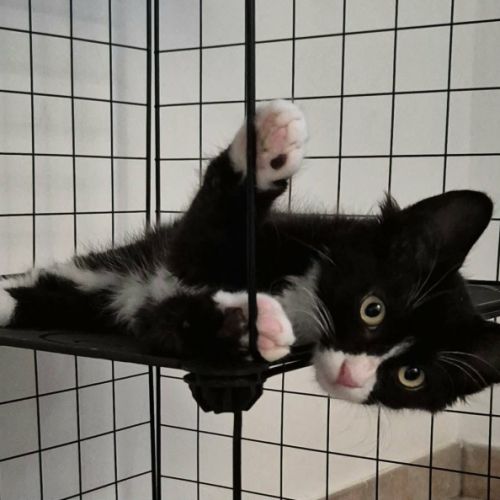 Merlin, adorable chaton à l'adoption #2