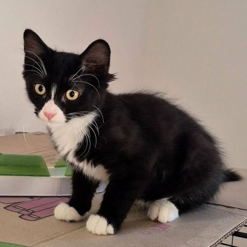 Merlin, adorable chaton à l'adoption