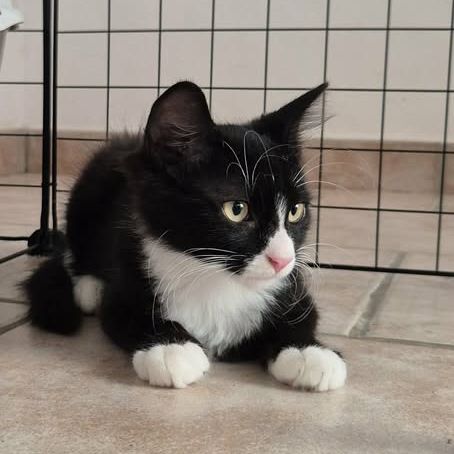 Merlin, adorable chaton à l'adoption #4