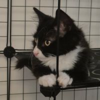 Merlin, adorable chaton à l'adoption #1
