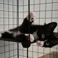 Merlin, adorable chaton à l'adoption #2