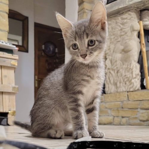 Loki, joli chaton a l'adoption
