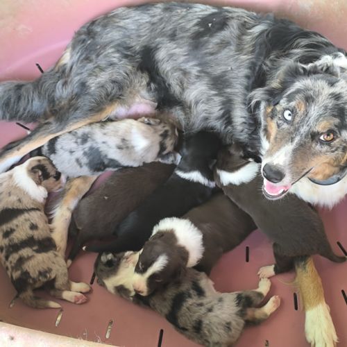 Chiots border collie #1