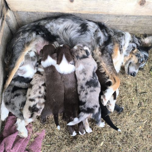 Chiots border collie #2