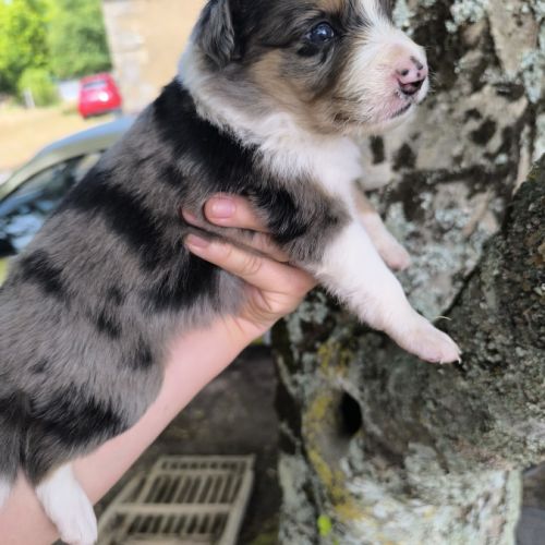 Chiots border collie #5