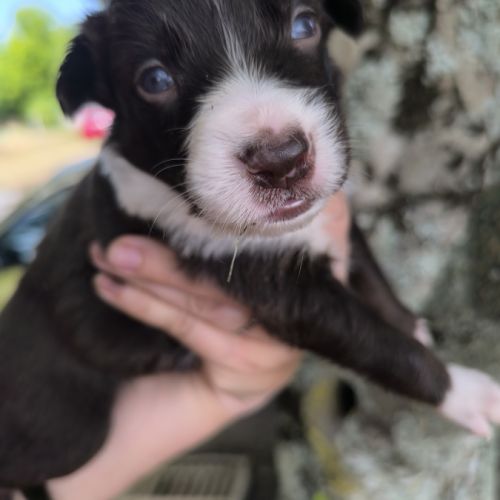 Chiots border collie #6