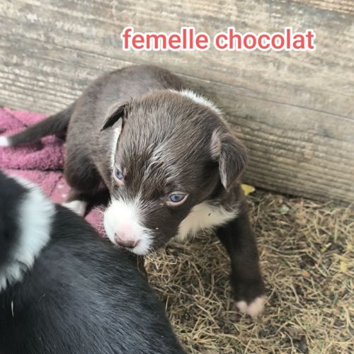 Chiots border collie #7