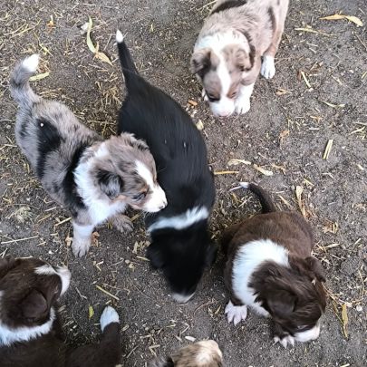 Chiots border collie #4