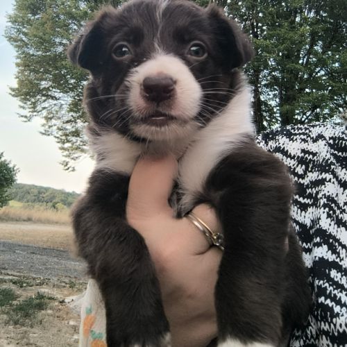 Chiots border collie #6