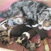 Chiots border collie #1