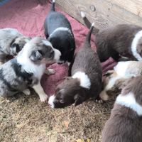 Chiots border collie #3