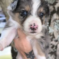 Chiots border collie #0