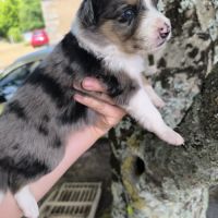 Chiots border collie #5