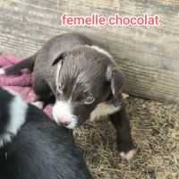 Chiots border collie #7