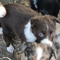 Chiots border collie #5