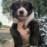 Chiots border collie #6