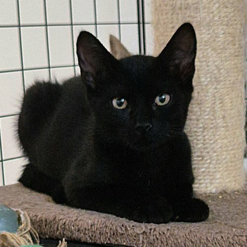 Reglisse, adorable chaton à l'adoption