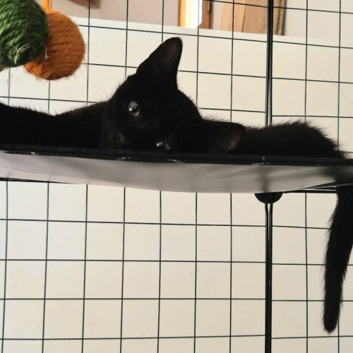 Reglisse, adorable chaton à l'adoption #2