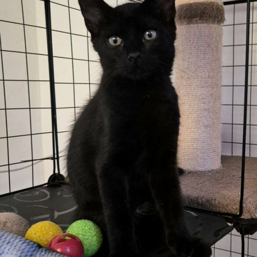 Reglisse, adorable chaton à l'adoption #3