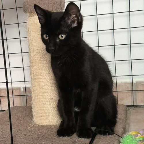 Reglisse, adorable chaton à l'adoption #4