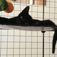 Reglisse, adorable chaton à l'adoption #2