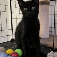 Reglisse, adorable chaton à l'adoption #3